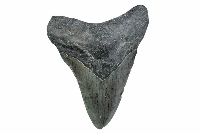 Fossil Megalodon Tooth - North Carolina #370219